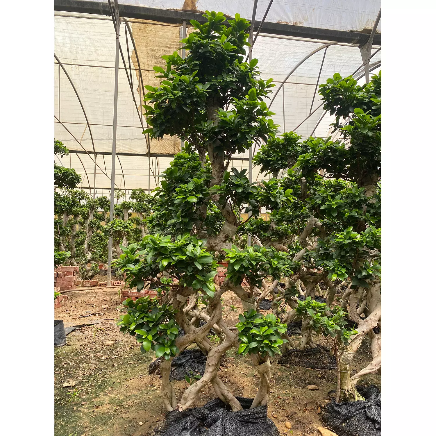 Full Size Bonsai Tree - Magnificent Maze hover image