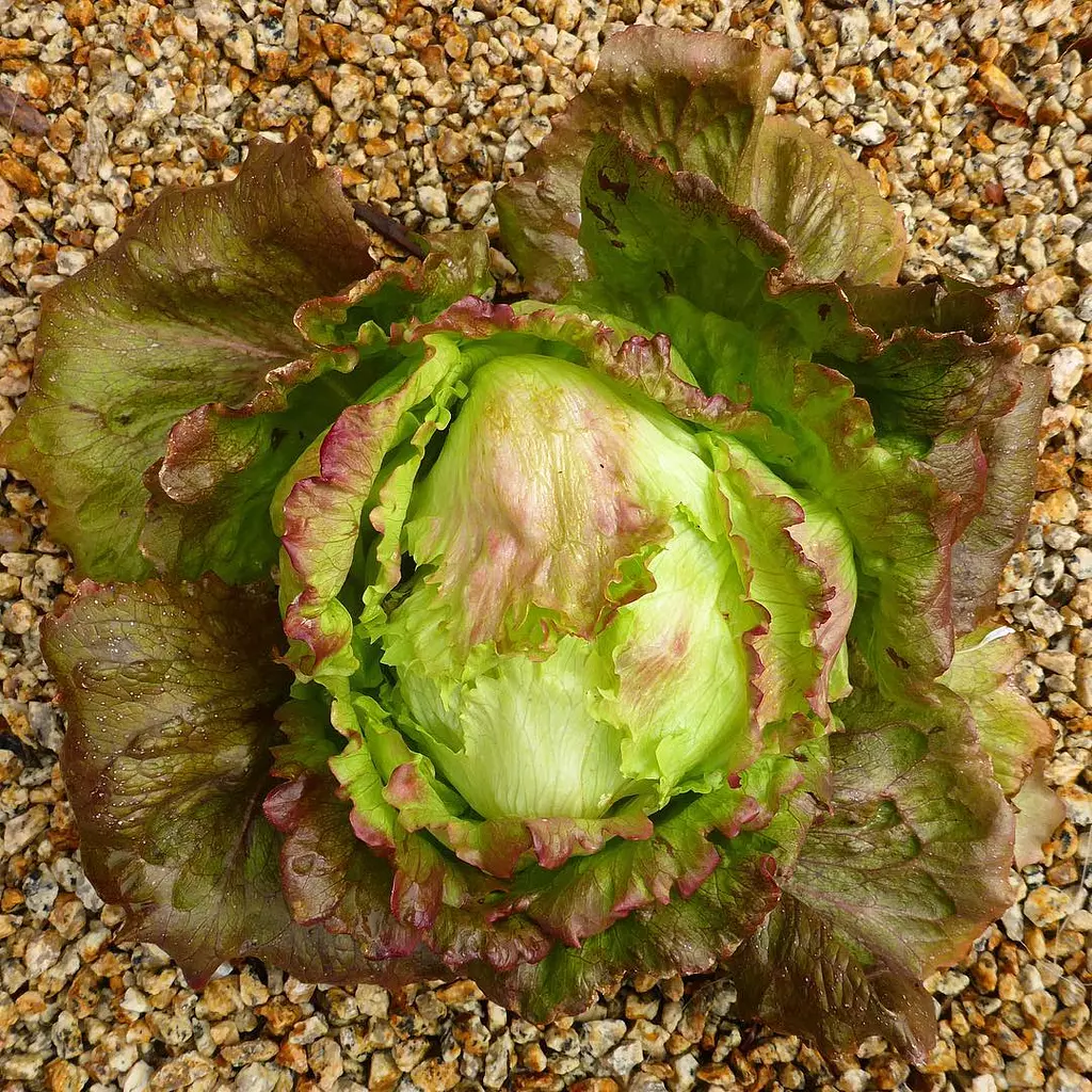 Red Iceberg lettuce seeds