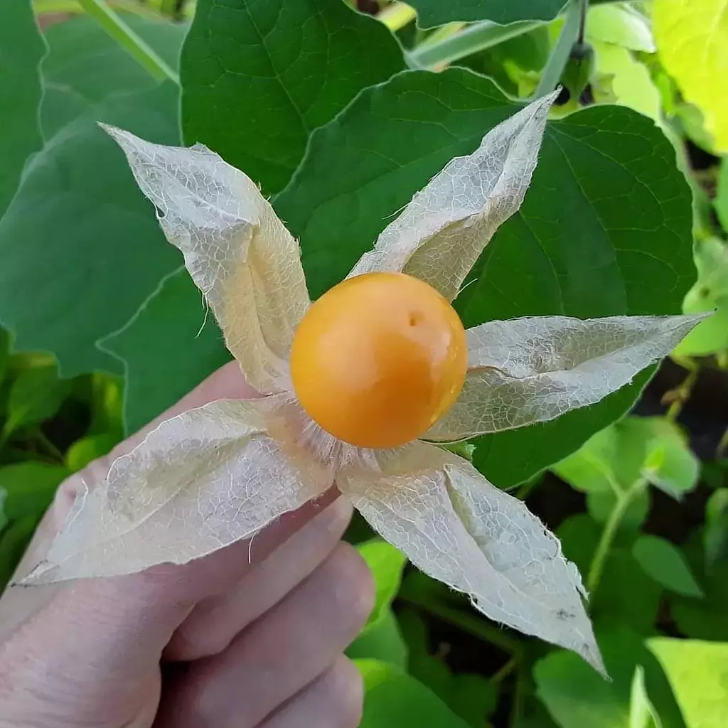 Groundcherries seeds