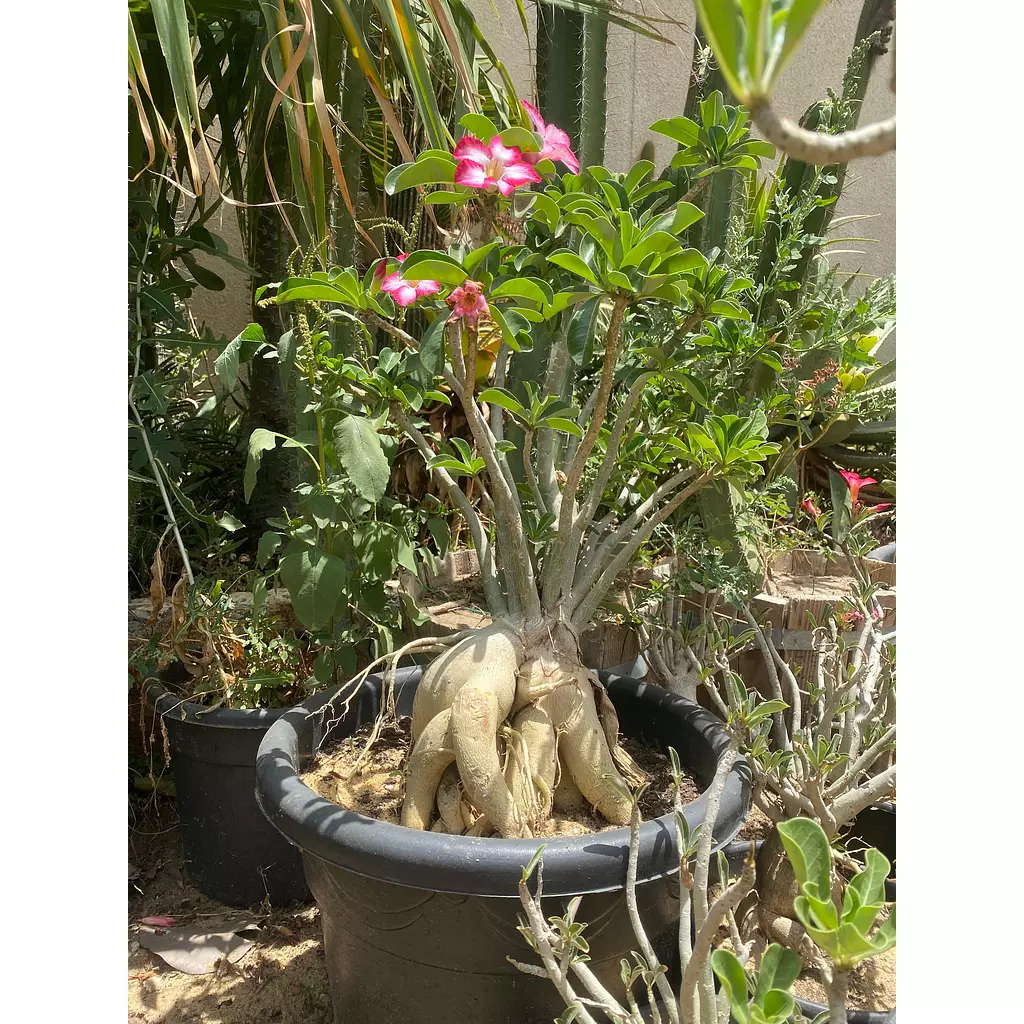 Flowery Bonsai