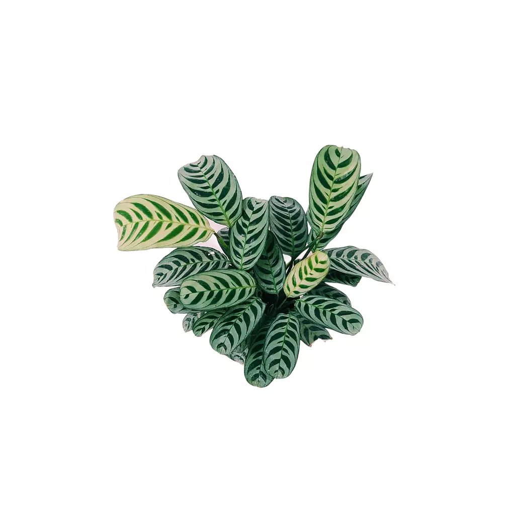 Calathea Makoyana