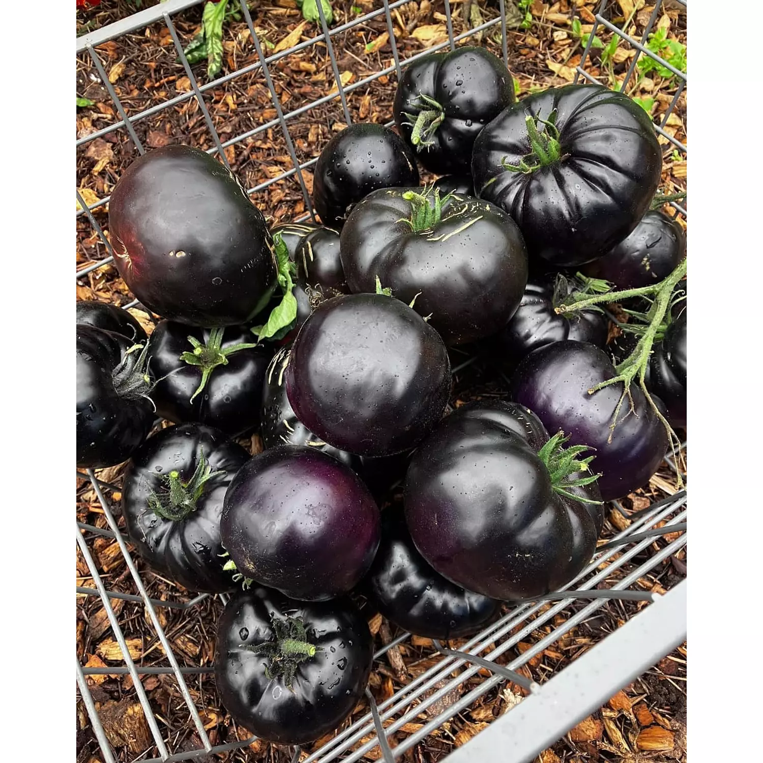 Black beauty tomato seeds hover image