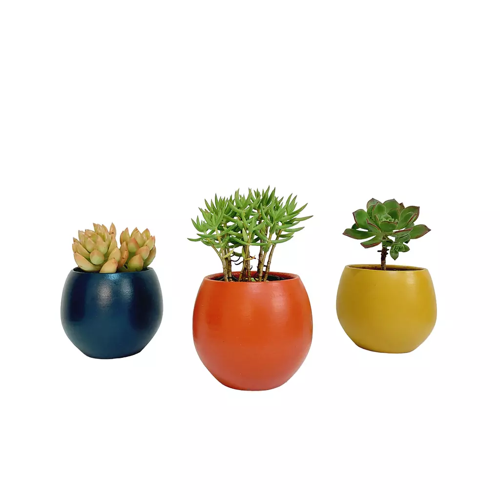 Groovy Cactus Set