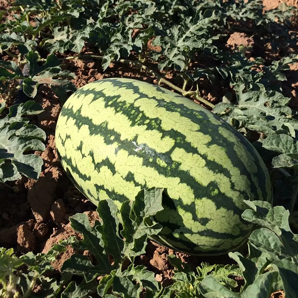 Jubilee Watermelon seeds