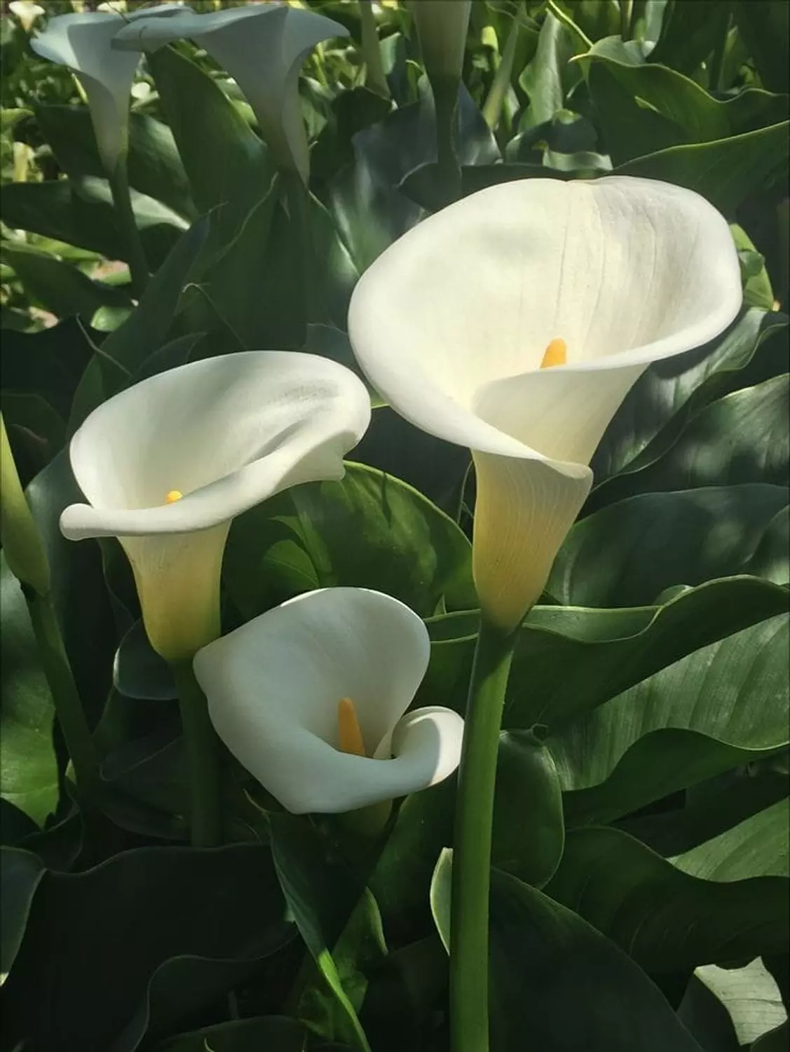 banner image for Center flower