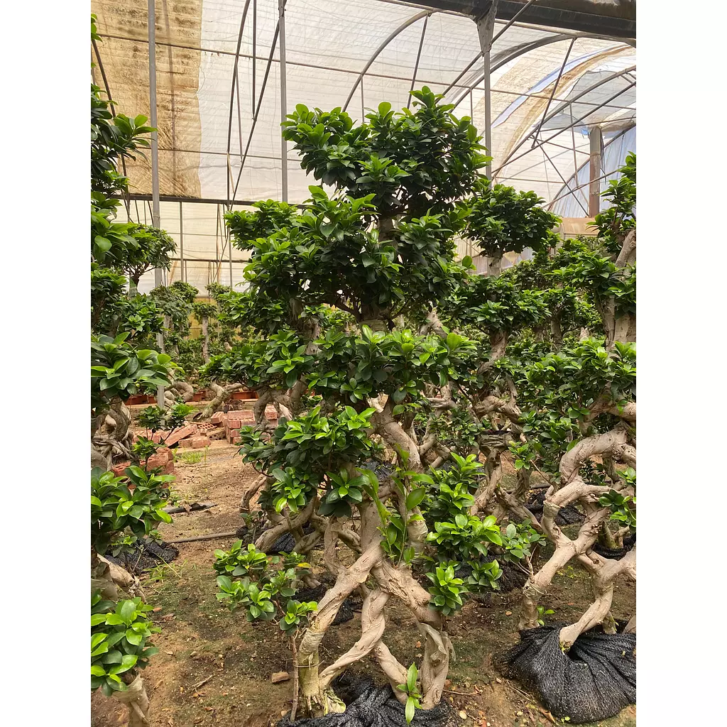 Full Size Bonsai Tree - Grand Braids