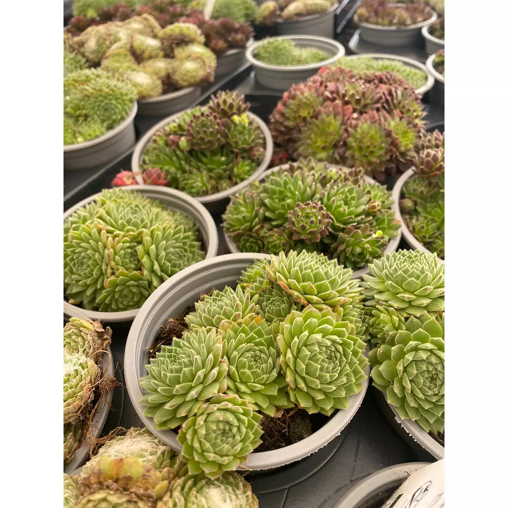 Echeverias Bouquet Pot