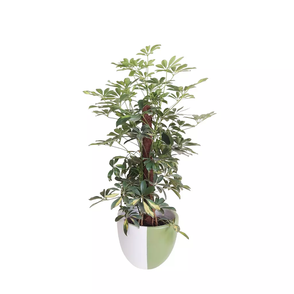 Schefflera