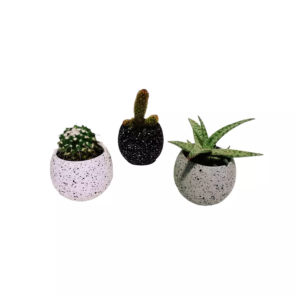 Star cactus set