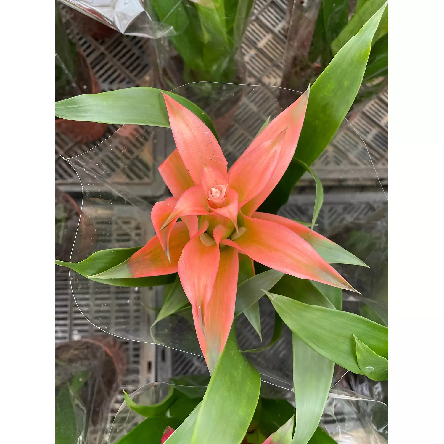 Guzmania 0