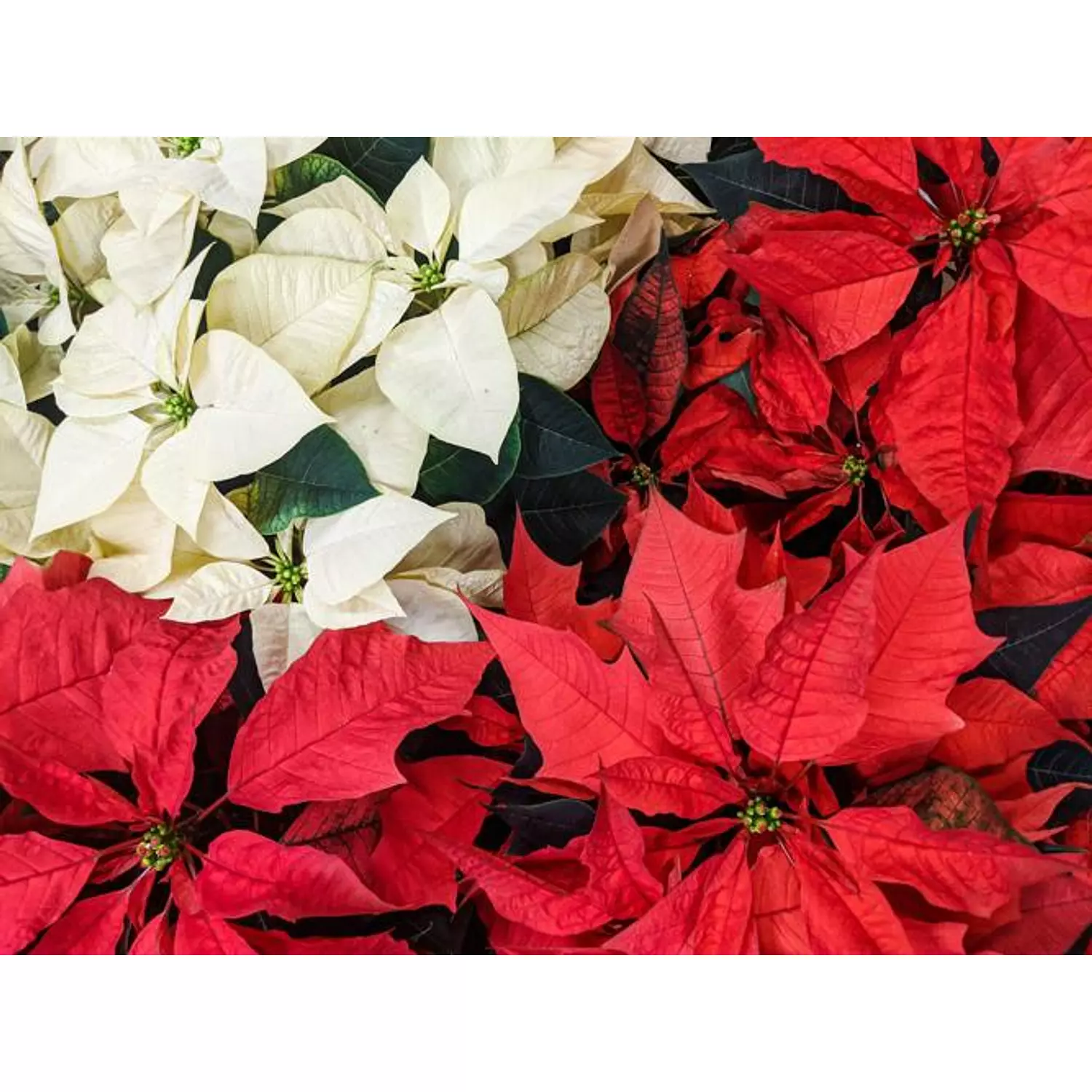 Poinsettia 1