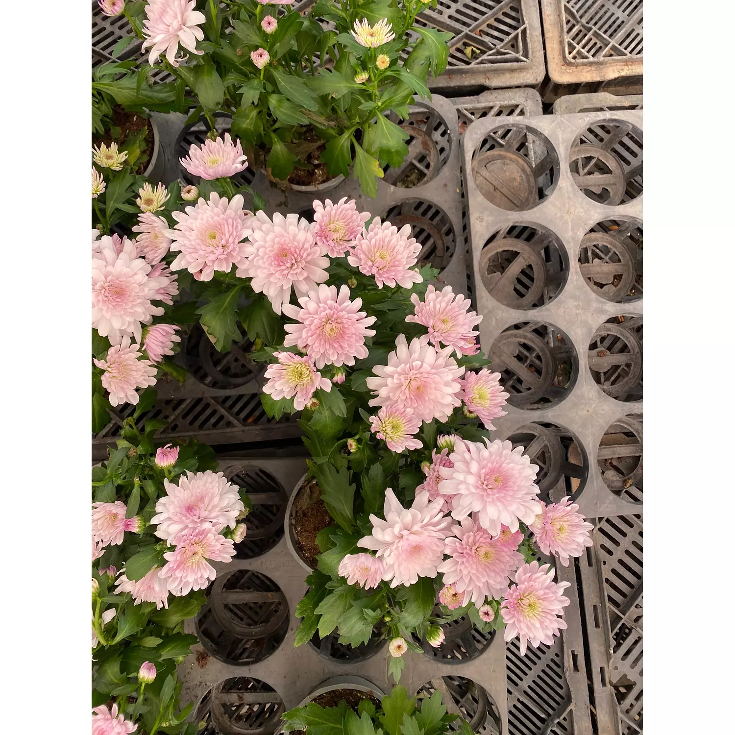 Chrysanthemum Flowering Plant 7