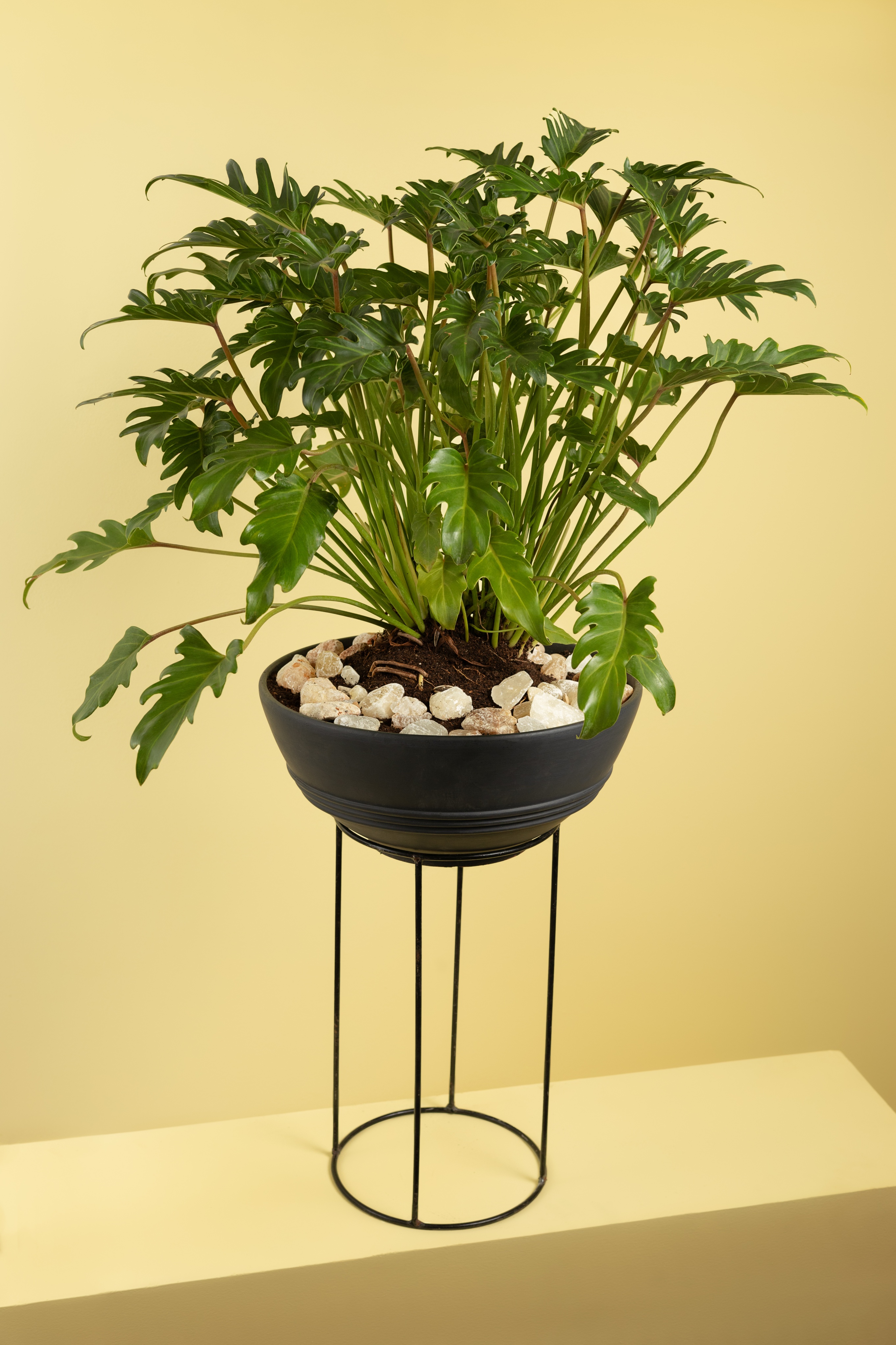 Selloum Potted Plant