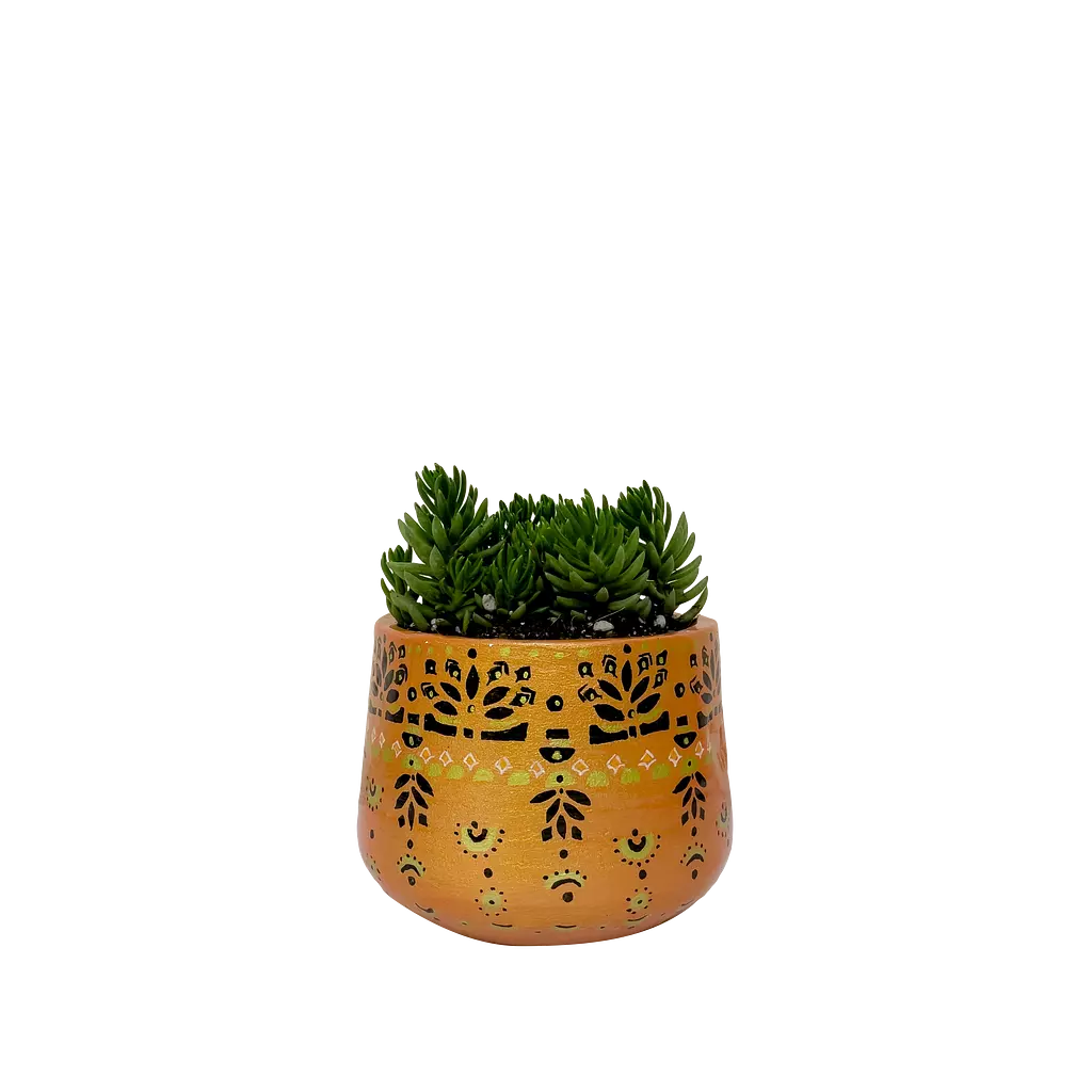 Crassula Tetragona - Orange Field