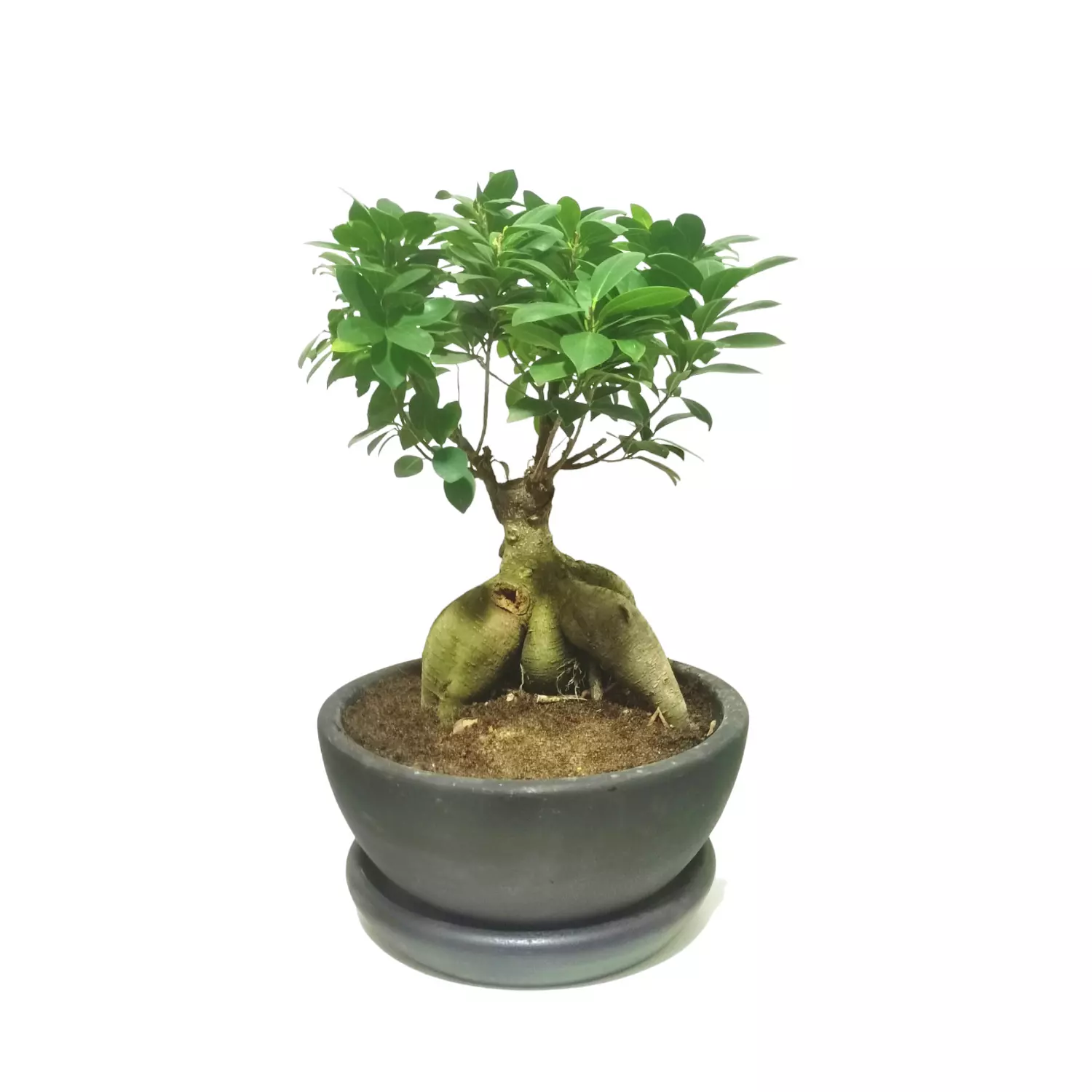 Bonsai hover image