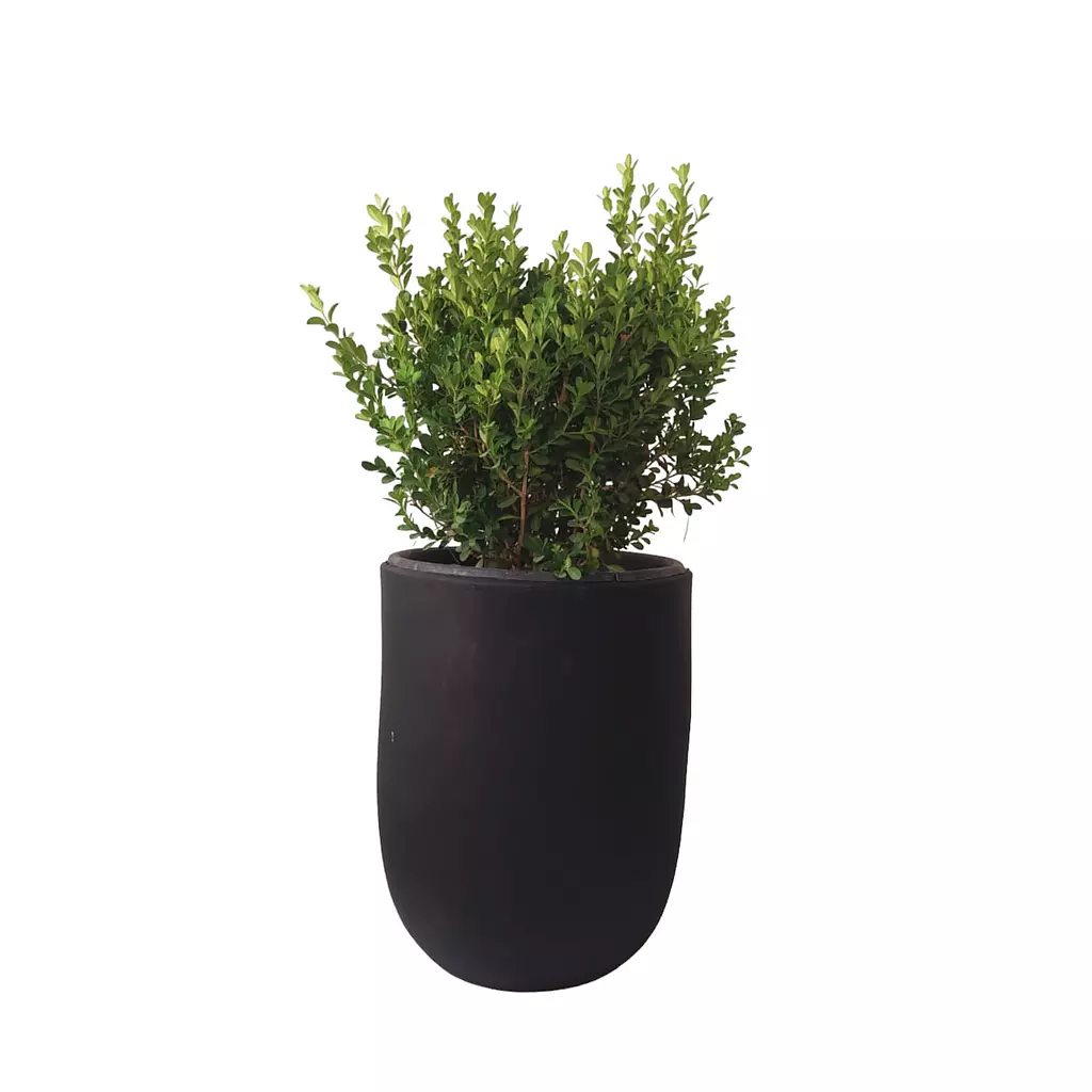 Buxus