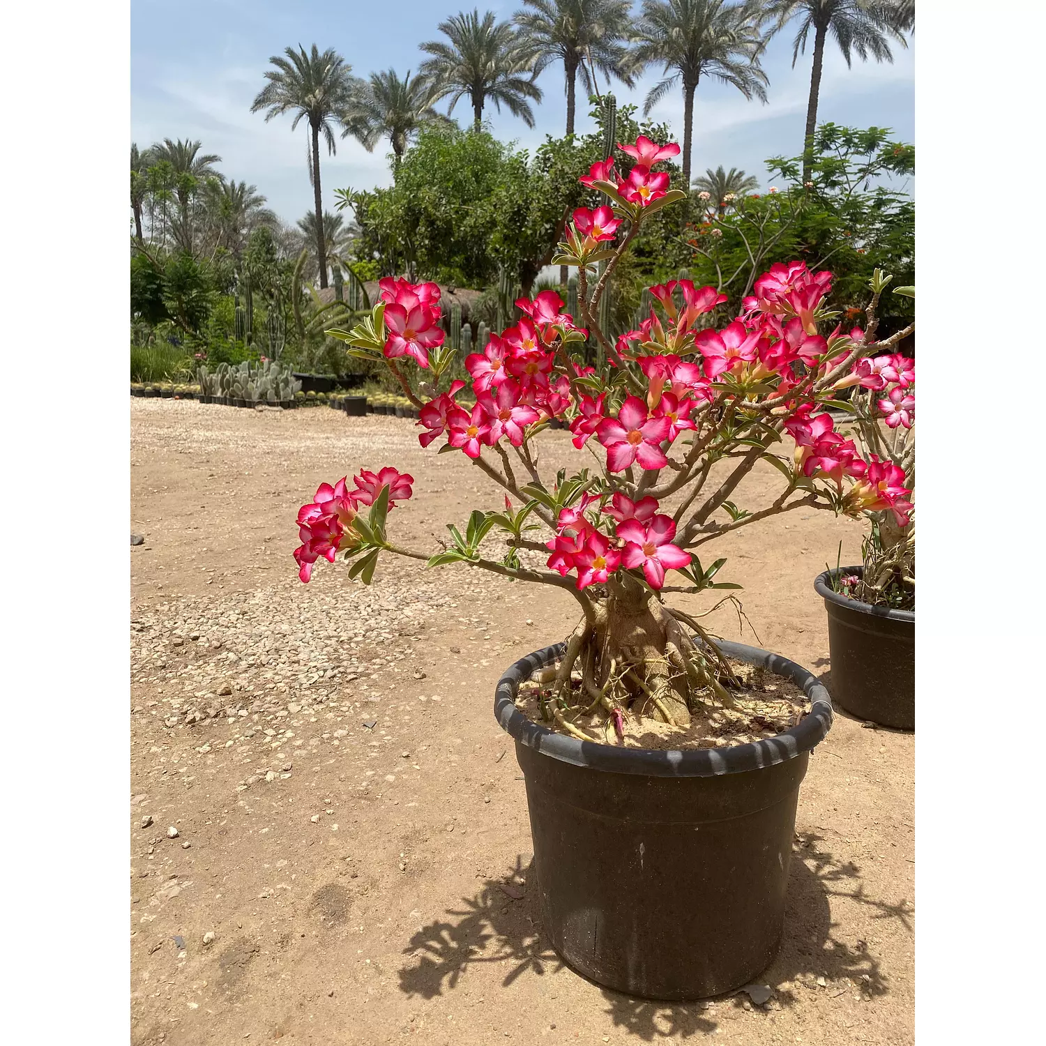 Flowery Bonsai 1