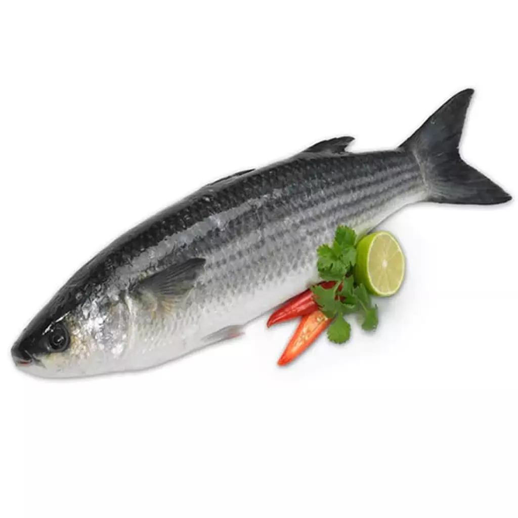 Grey Mullet