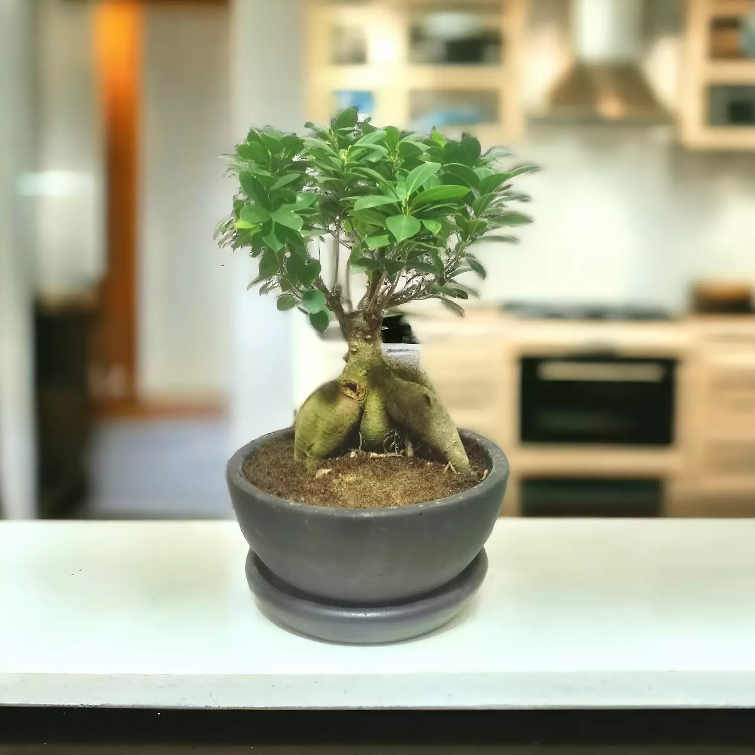 Bonsai 1