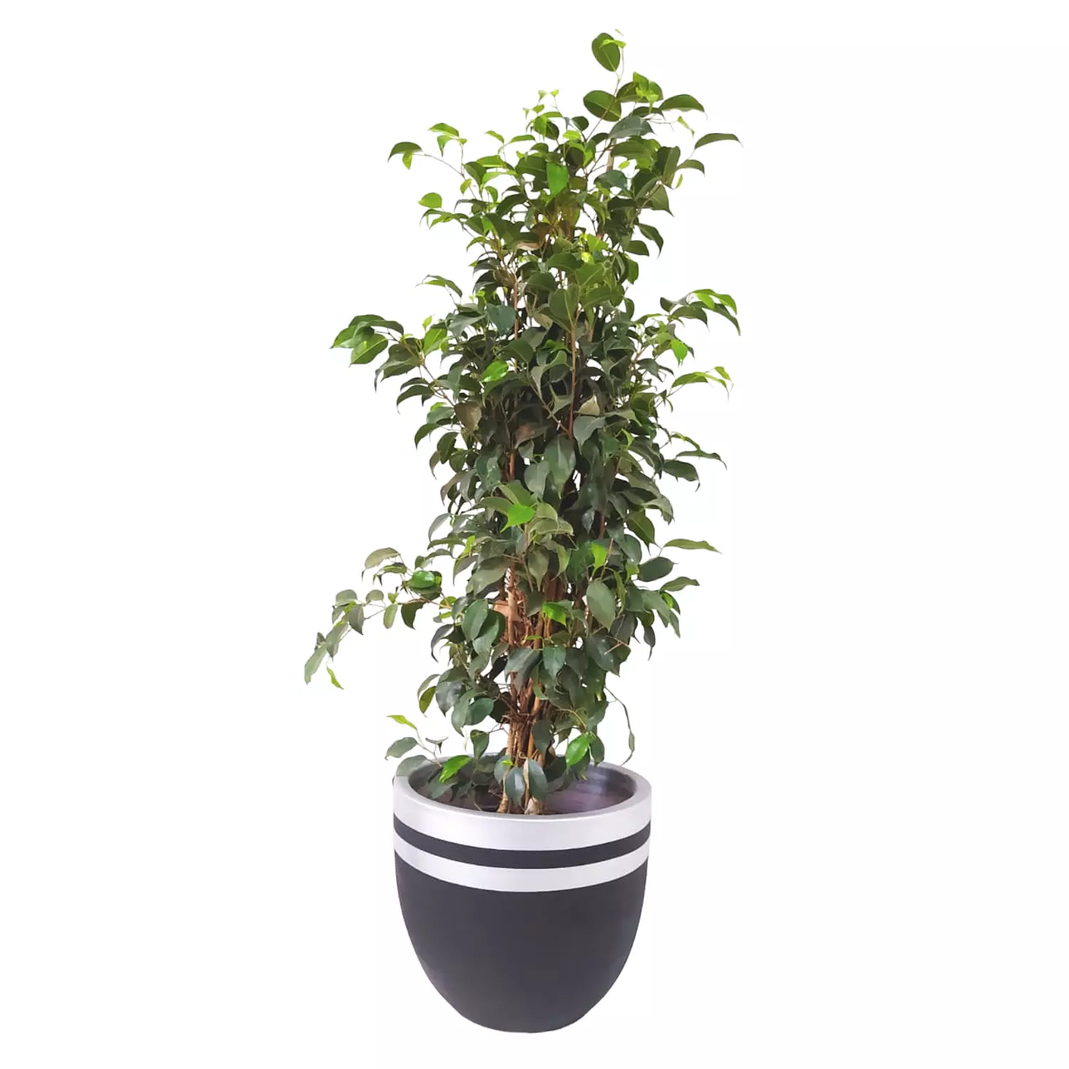 Weeping Fig 'Indoor plant' hover image