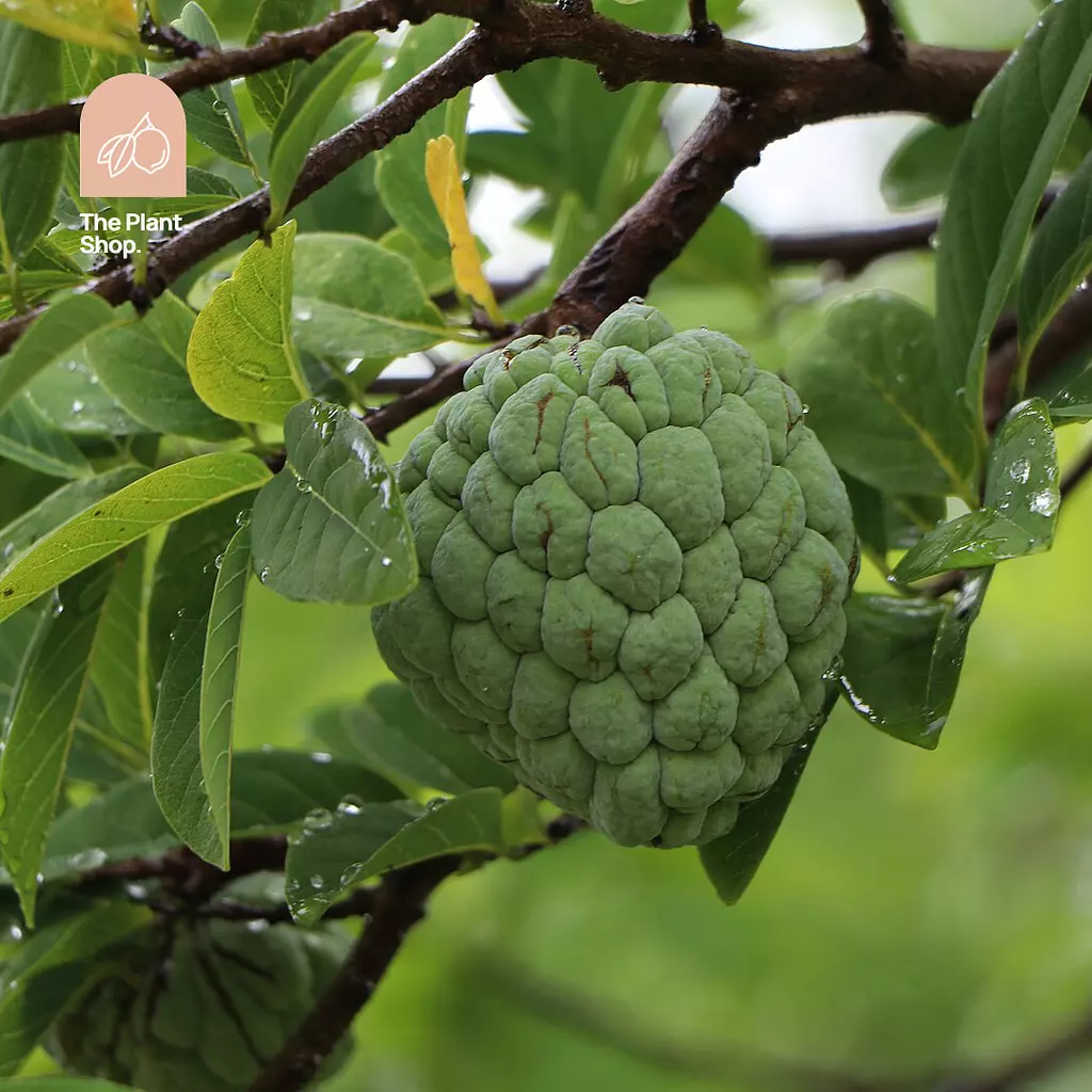 Eshta Tree