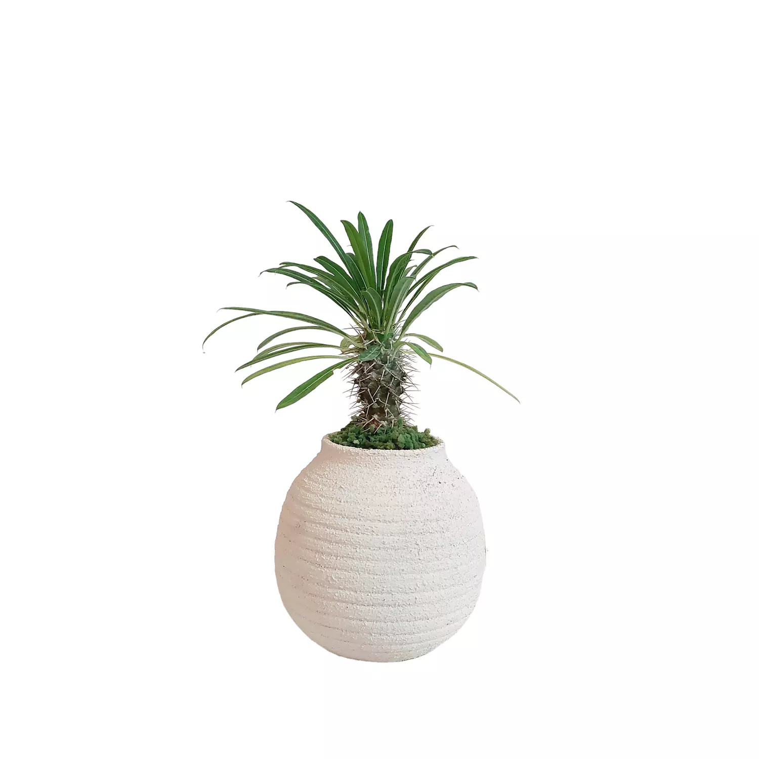 Madagascar Palm 0