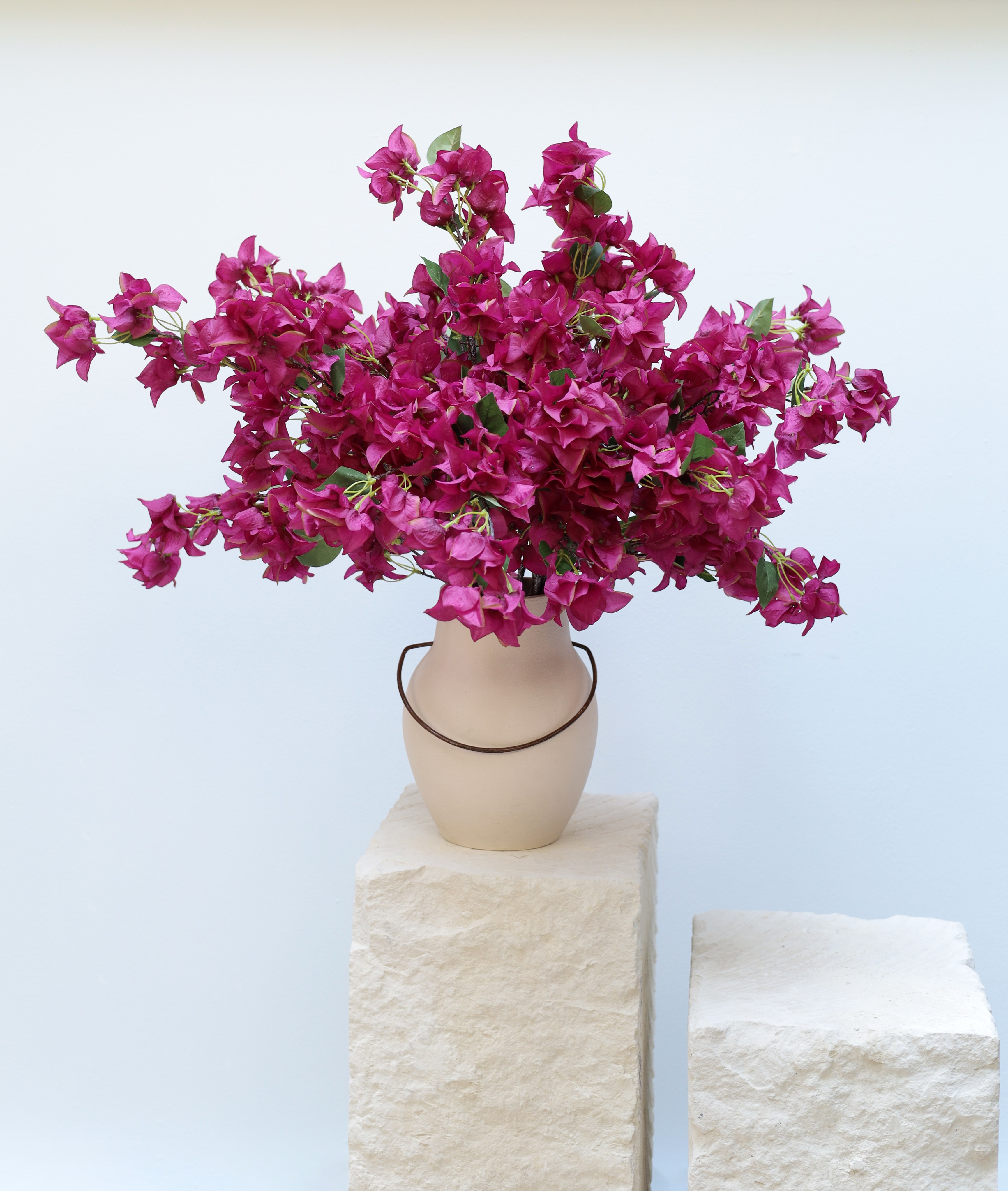 For the love of Bougainvilleas