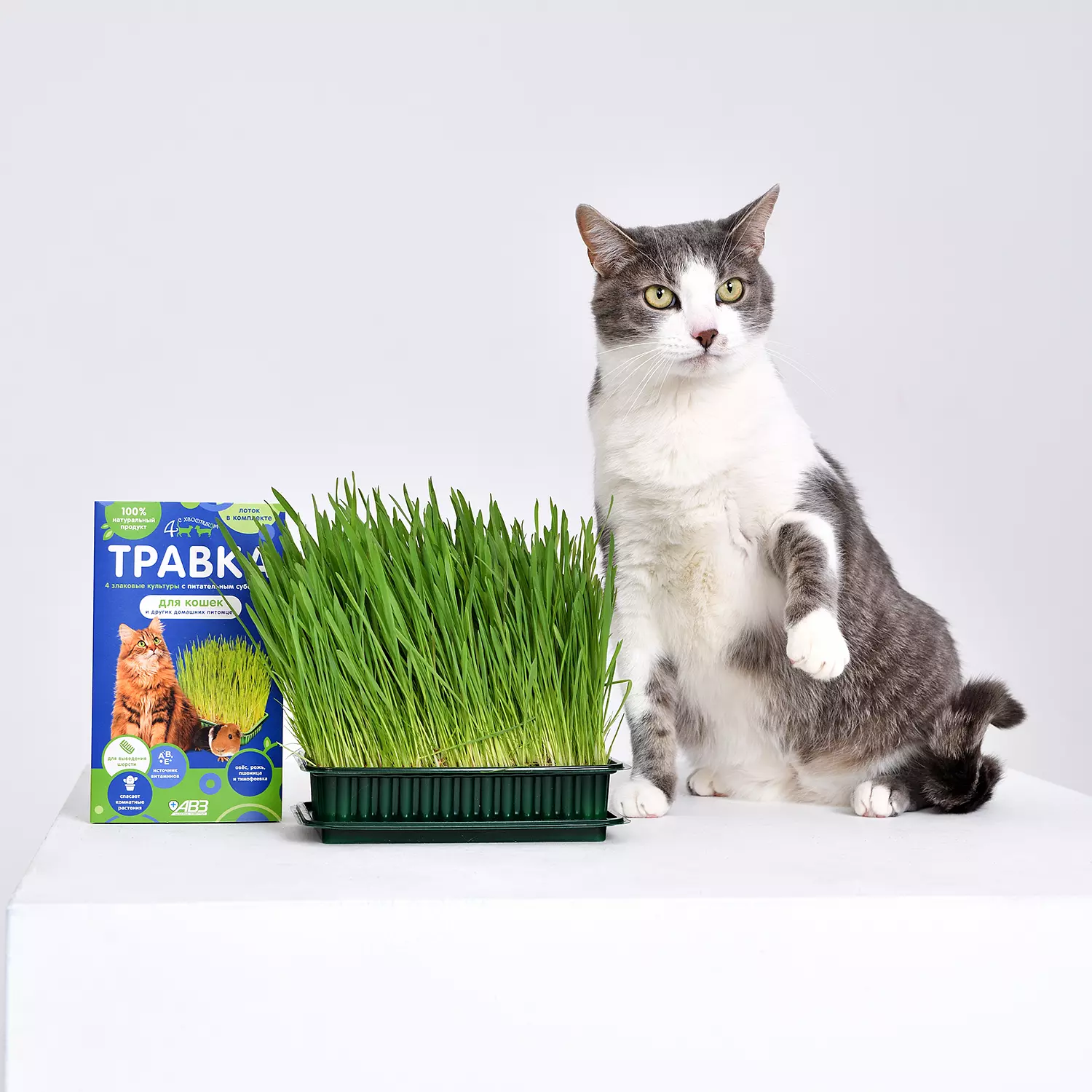 FOUR WITH A TAIL® GRASS FOR CATS AND OTHER PETS 4