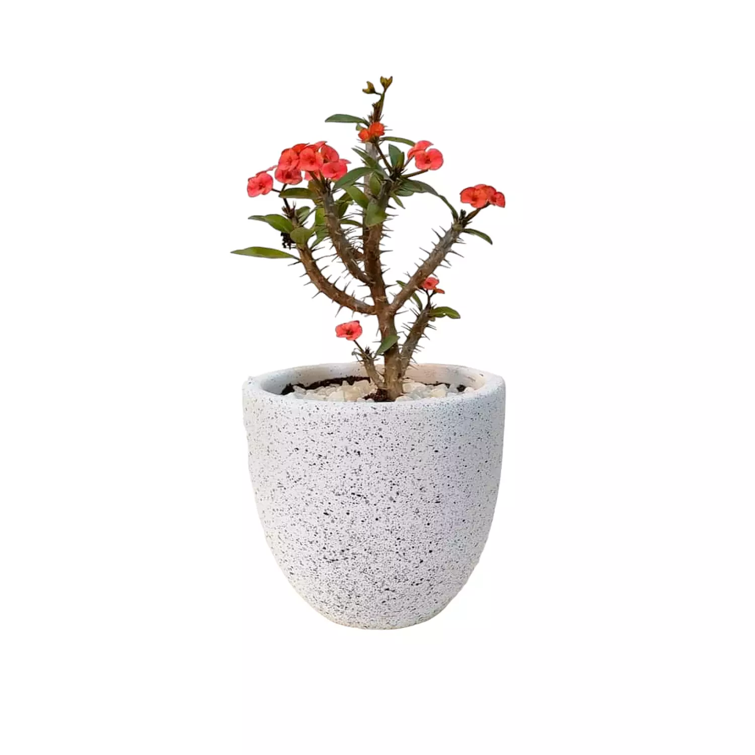 Euphorbia 'Red' hover image