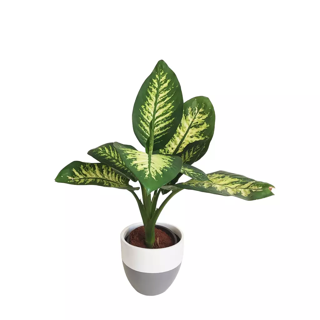 Dieffenbachia