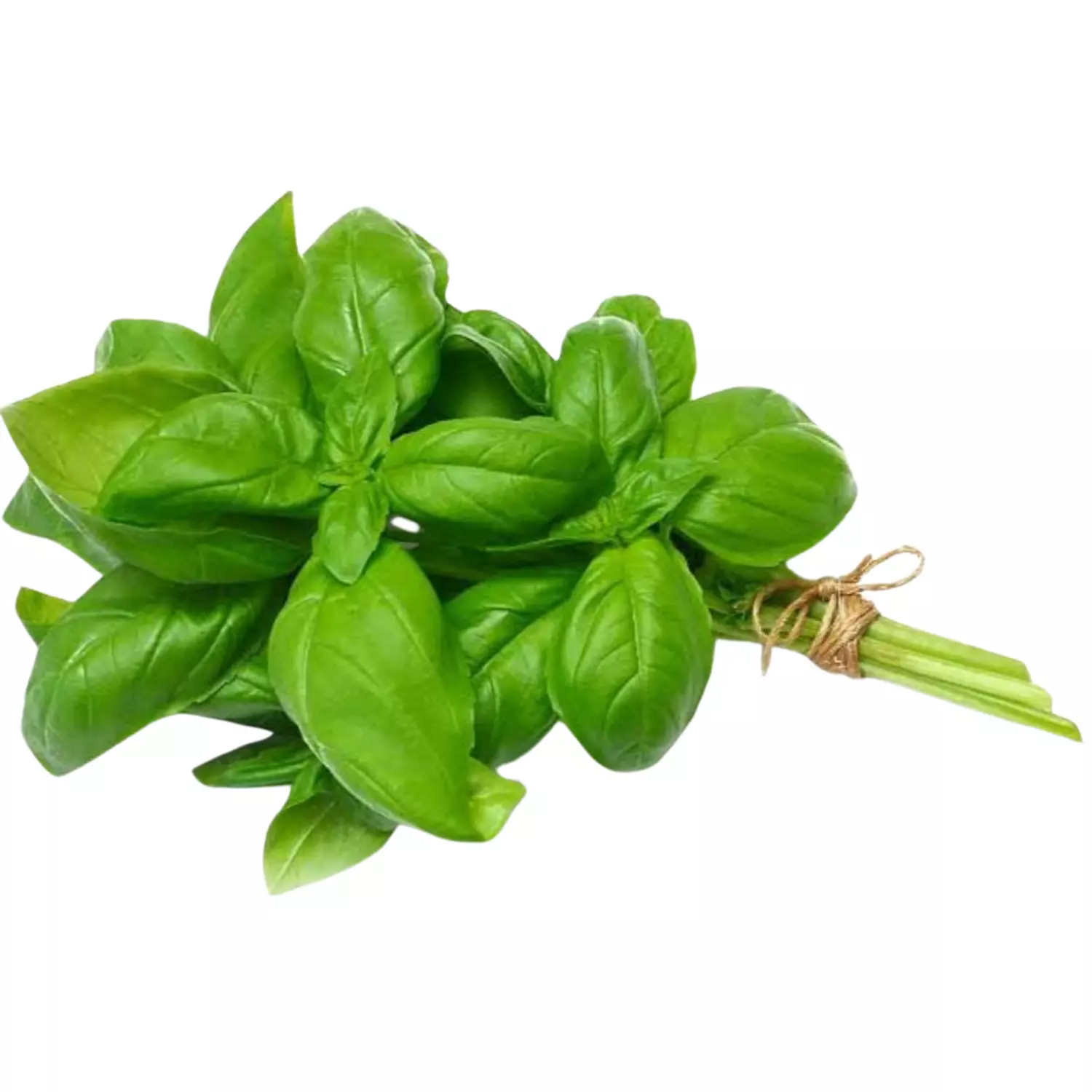 Basil hover image