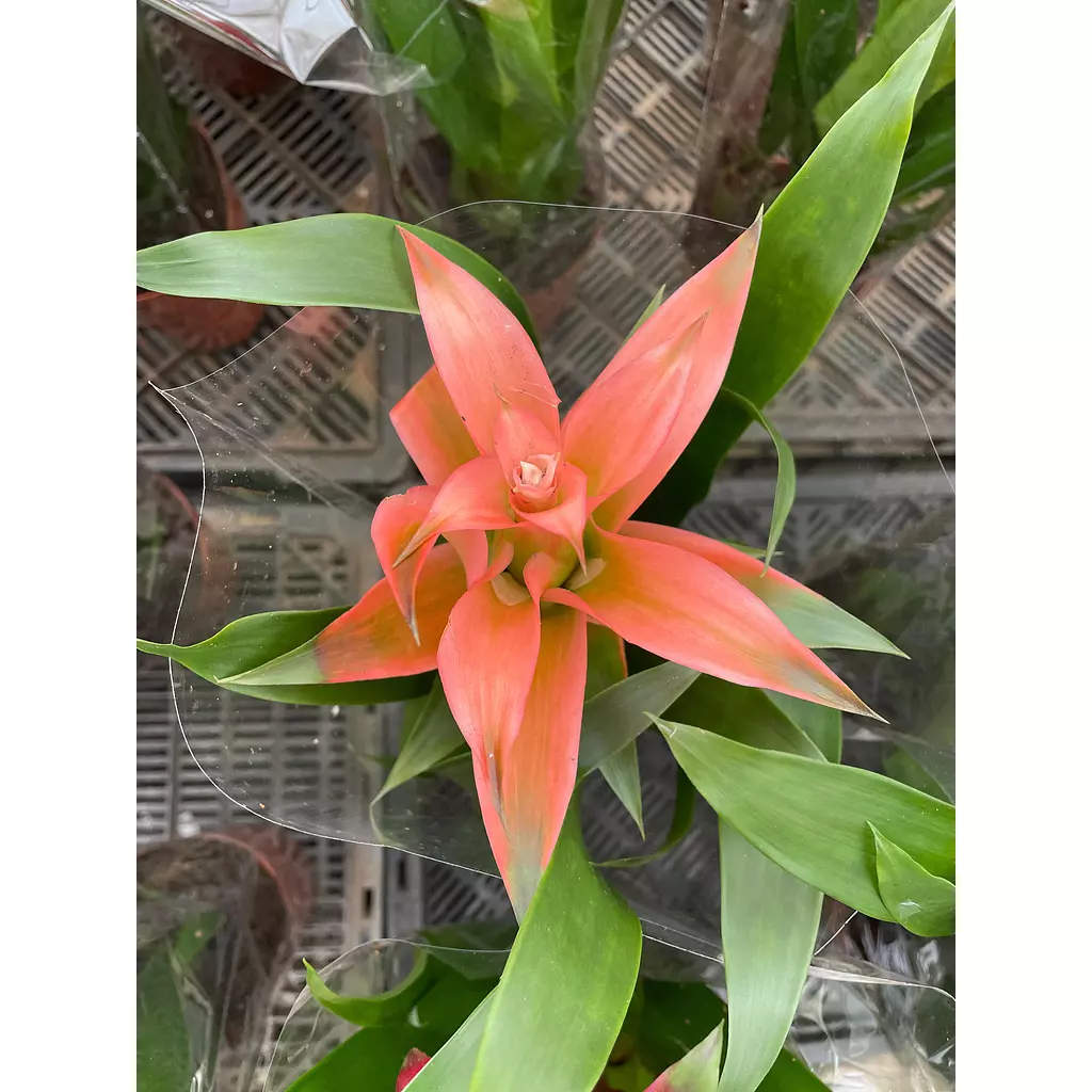 Guzmania