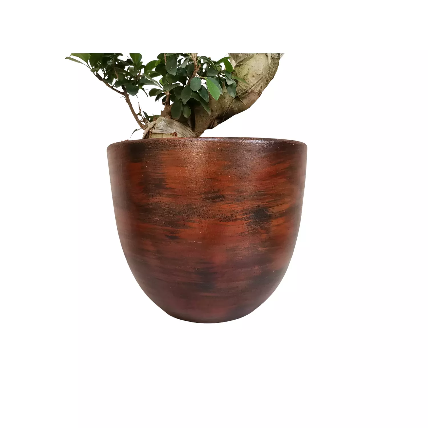 Ficus Microcarpa 7