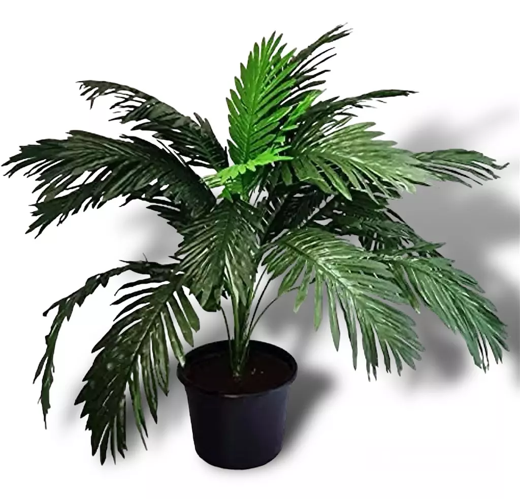 Small Palm Plant