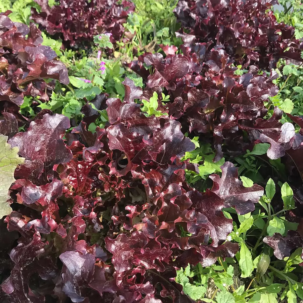 Red Oakleaf Lettuce seeds