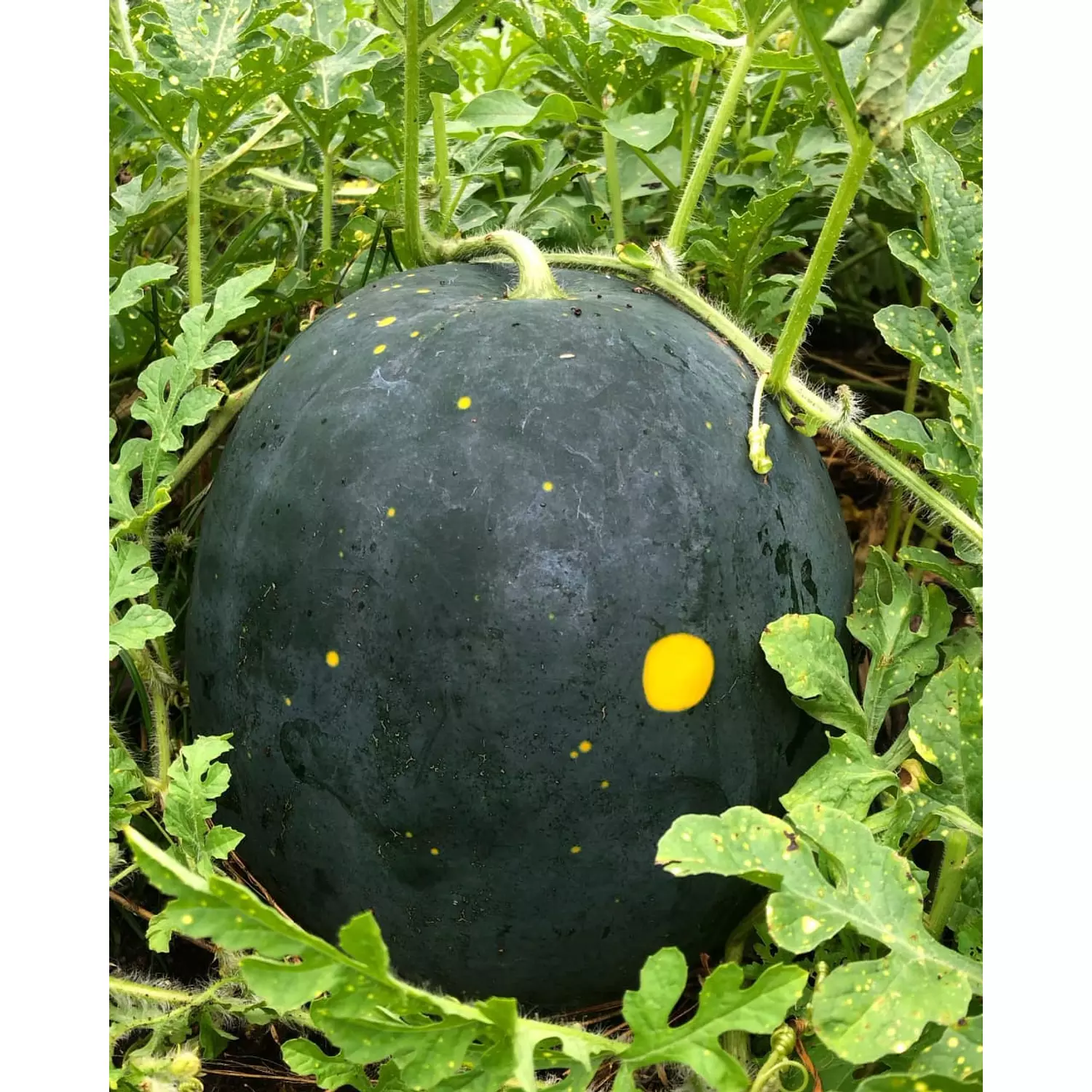 Moon & Stars Watermelon seeds 1