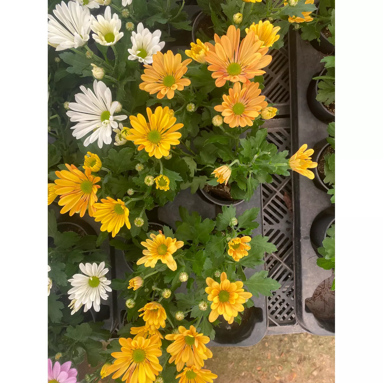 Chrysanthemum Flowering Plant 1