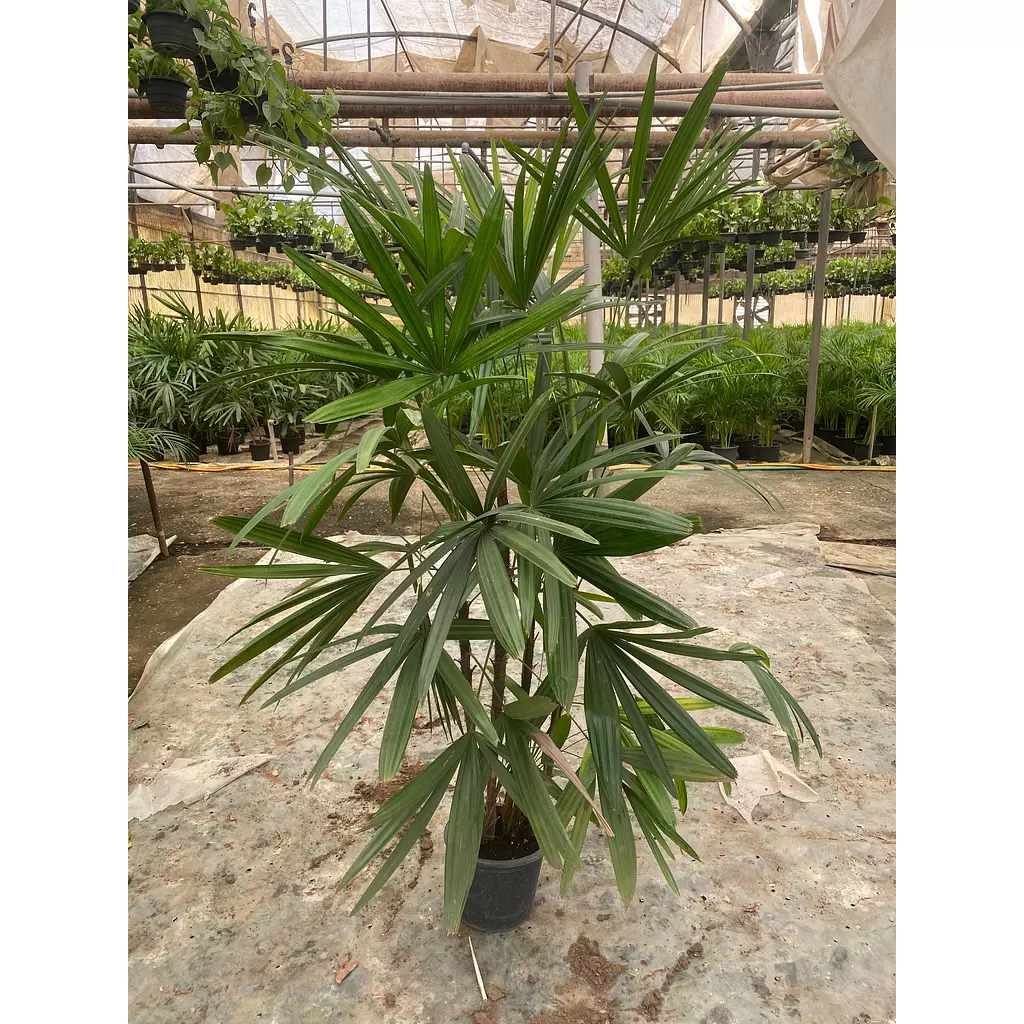 Rhapis " Lady Palm "