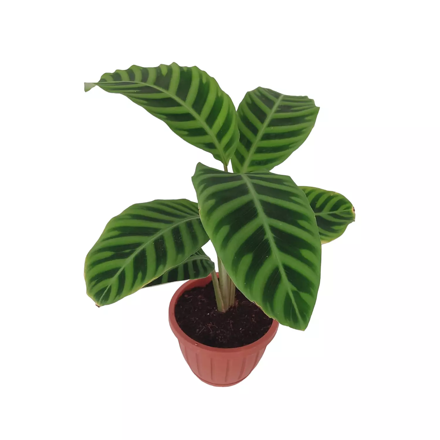 Calathea Zebrina hover image