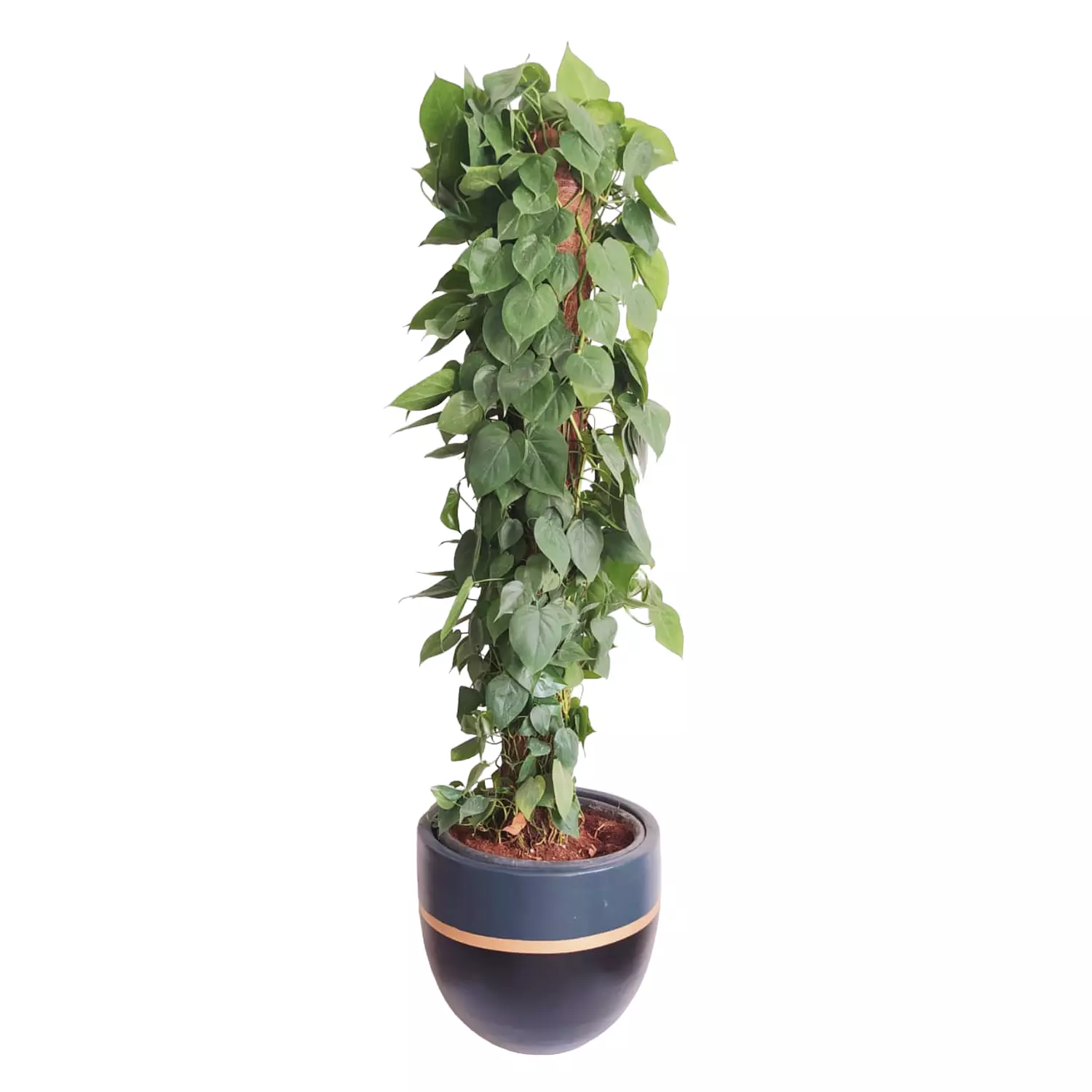 Heartleaf philodendron 0