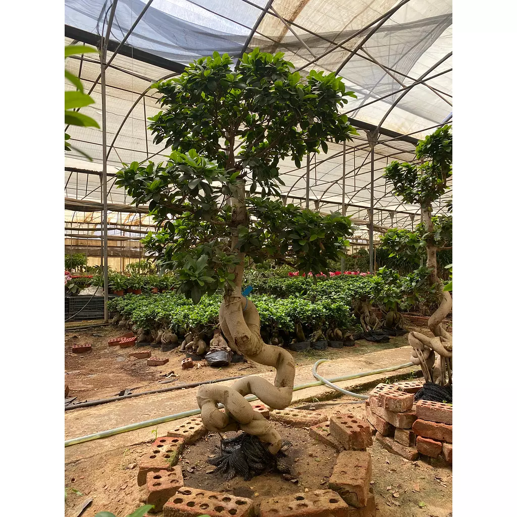 Full Size Bonsai Tree - Olympian