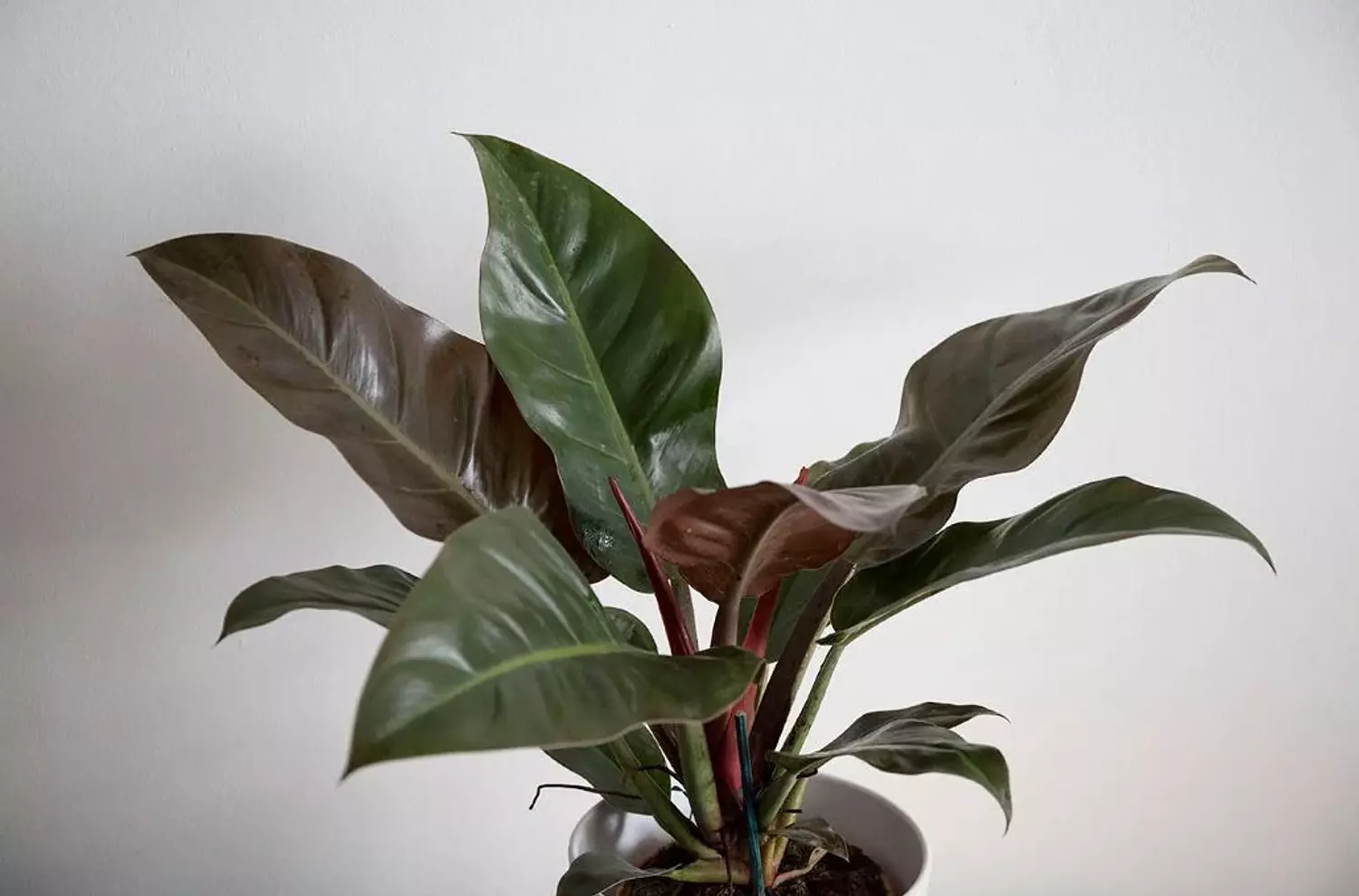 Imperial Red (Philodendron)   2
