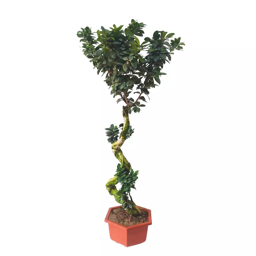 Bonsai