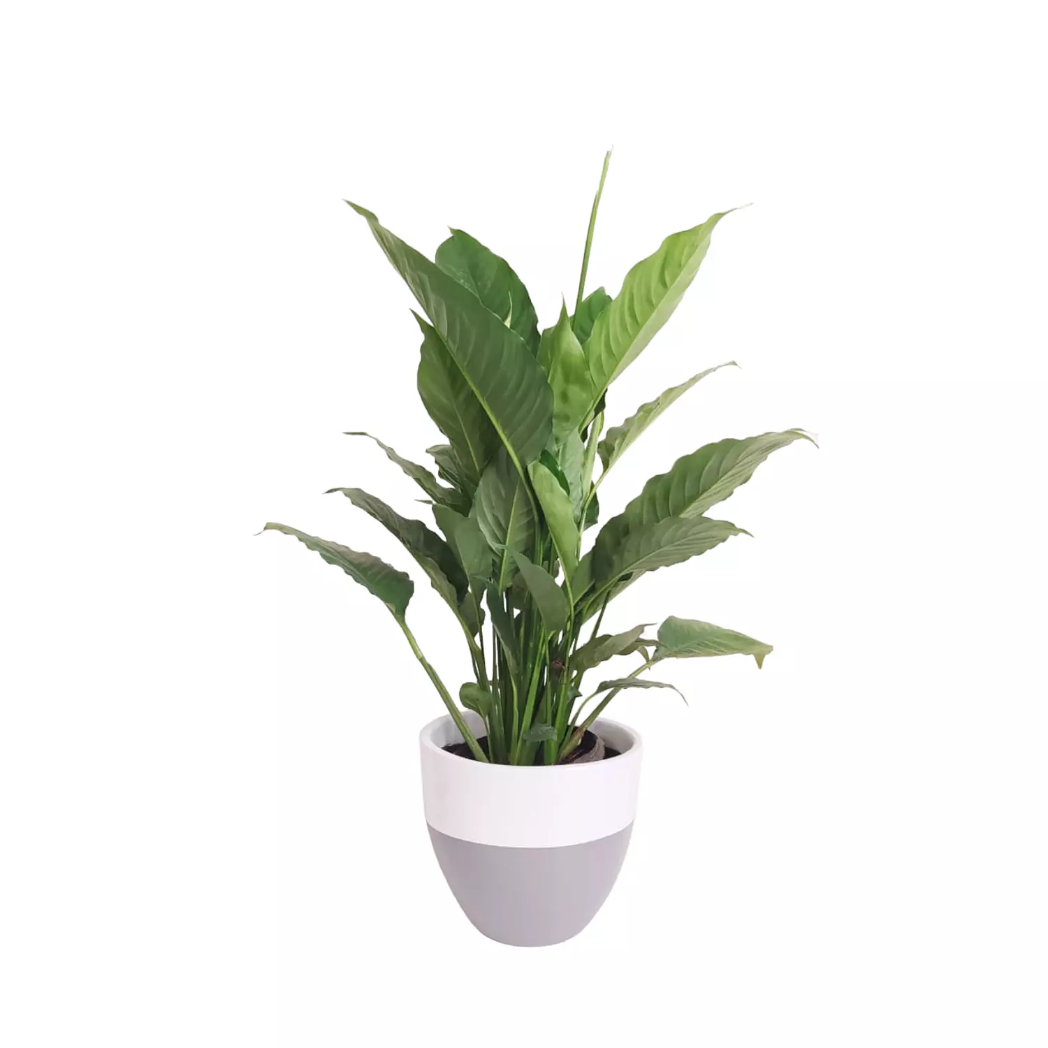 Peace lily hover image
