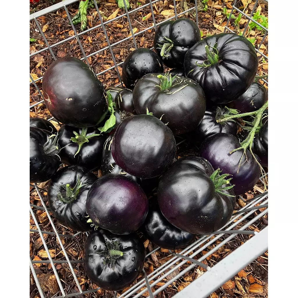 Black beauty tomato seeds