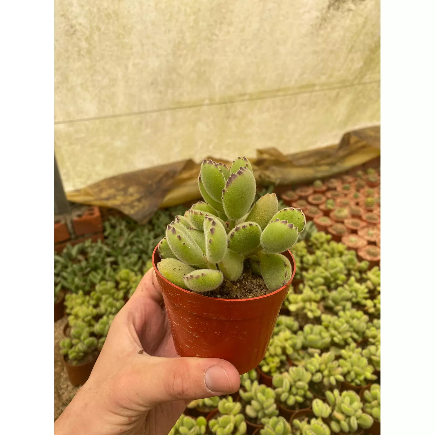 Bear Paw Cactus hover image