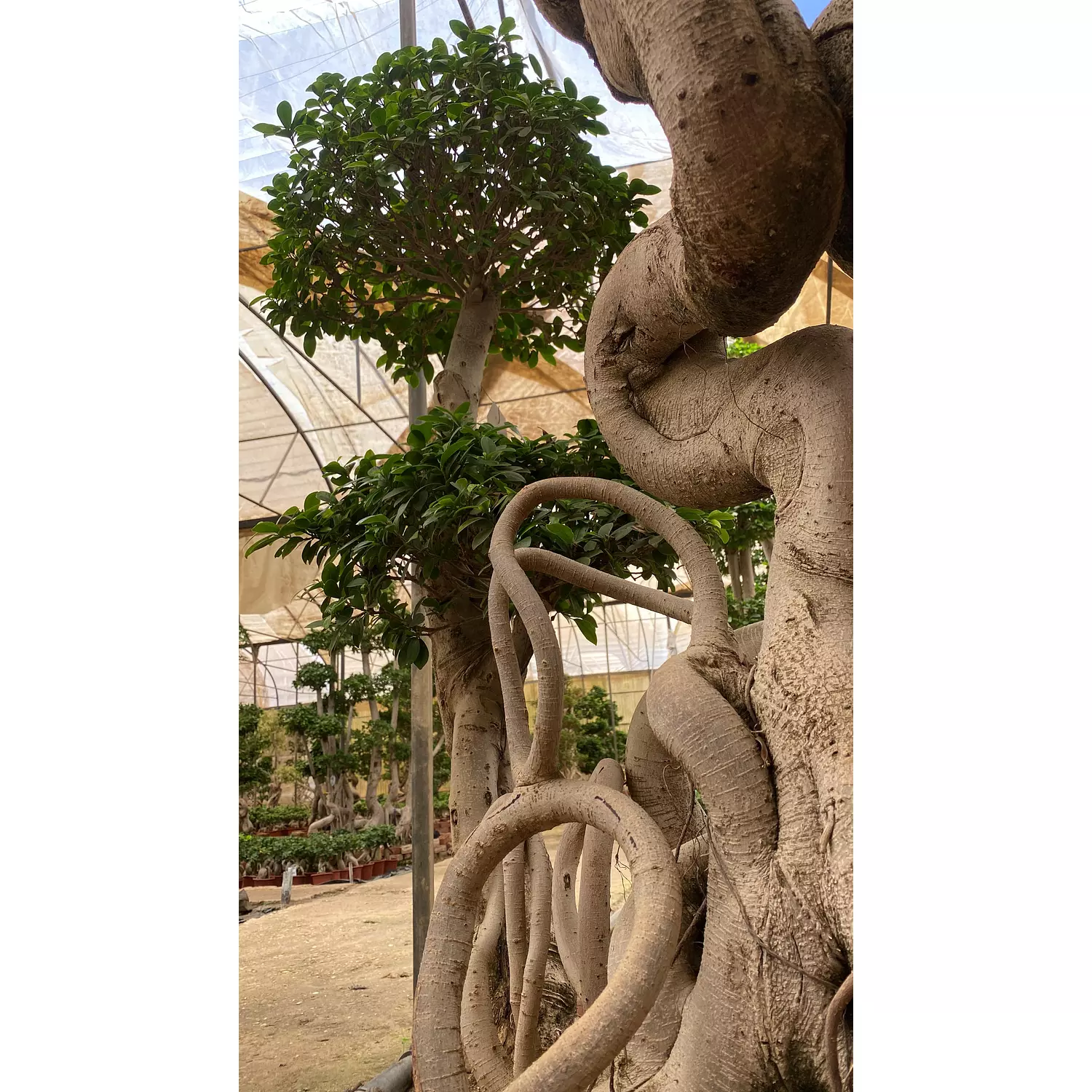 Full Size Bonsai Tree - Cobra 2