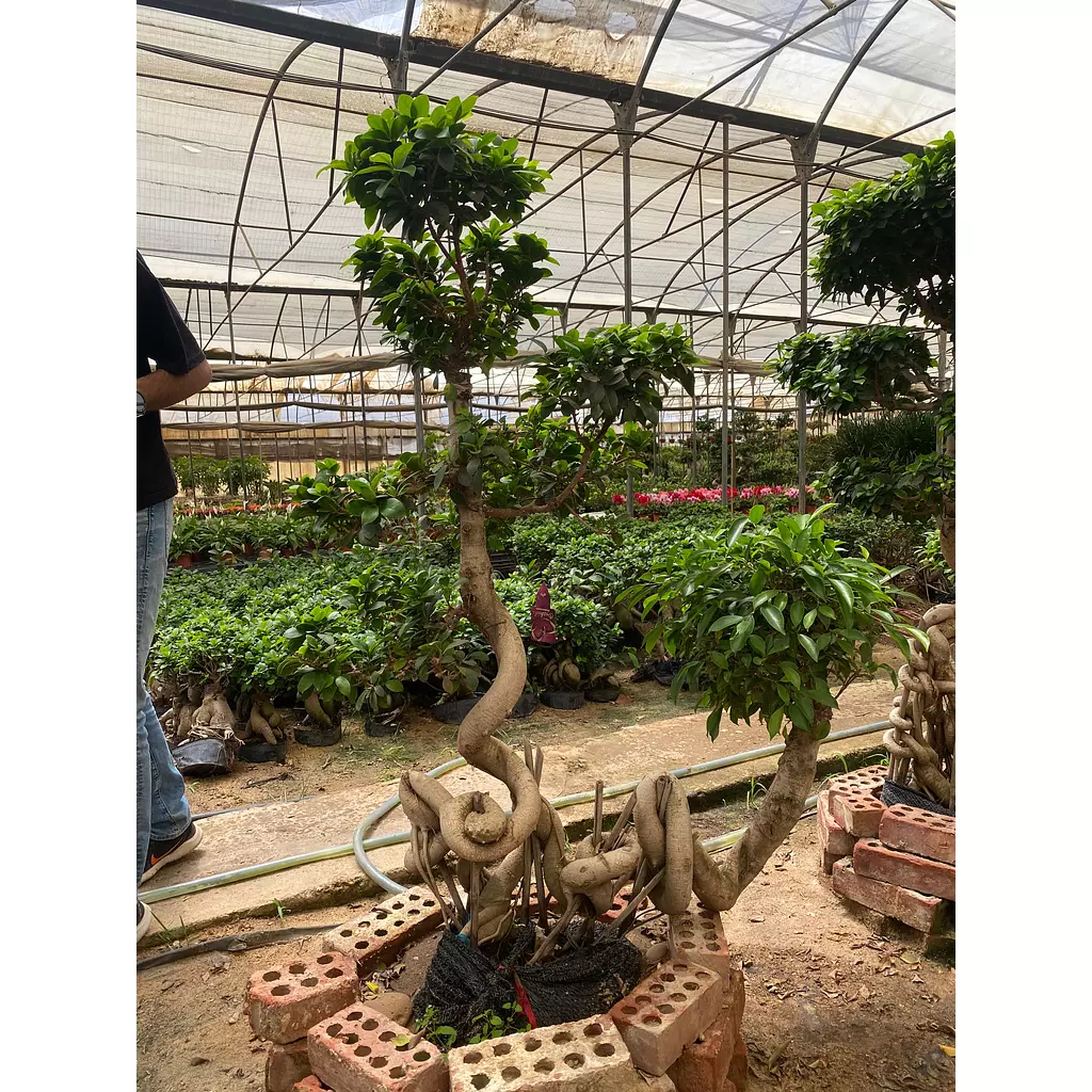 Full Size Bonsai Tree - Twin Hereos