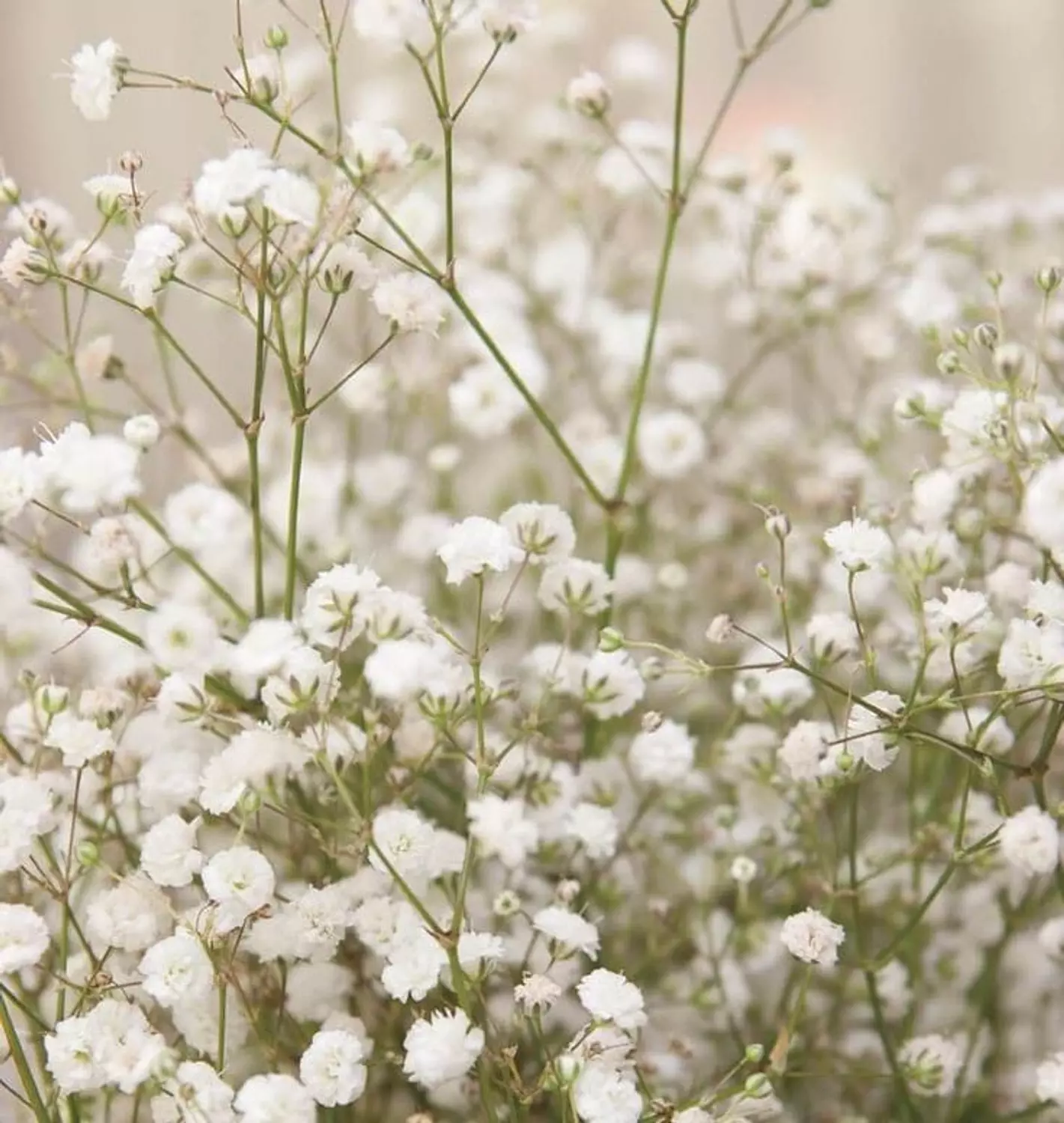banner image for Center flower
