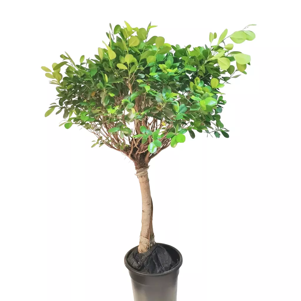 Dwarf Ficus 